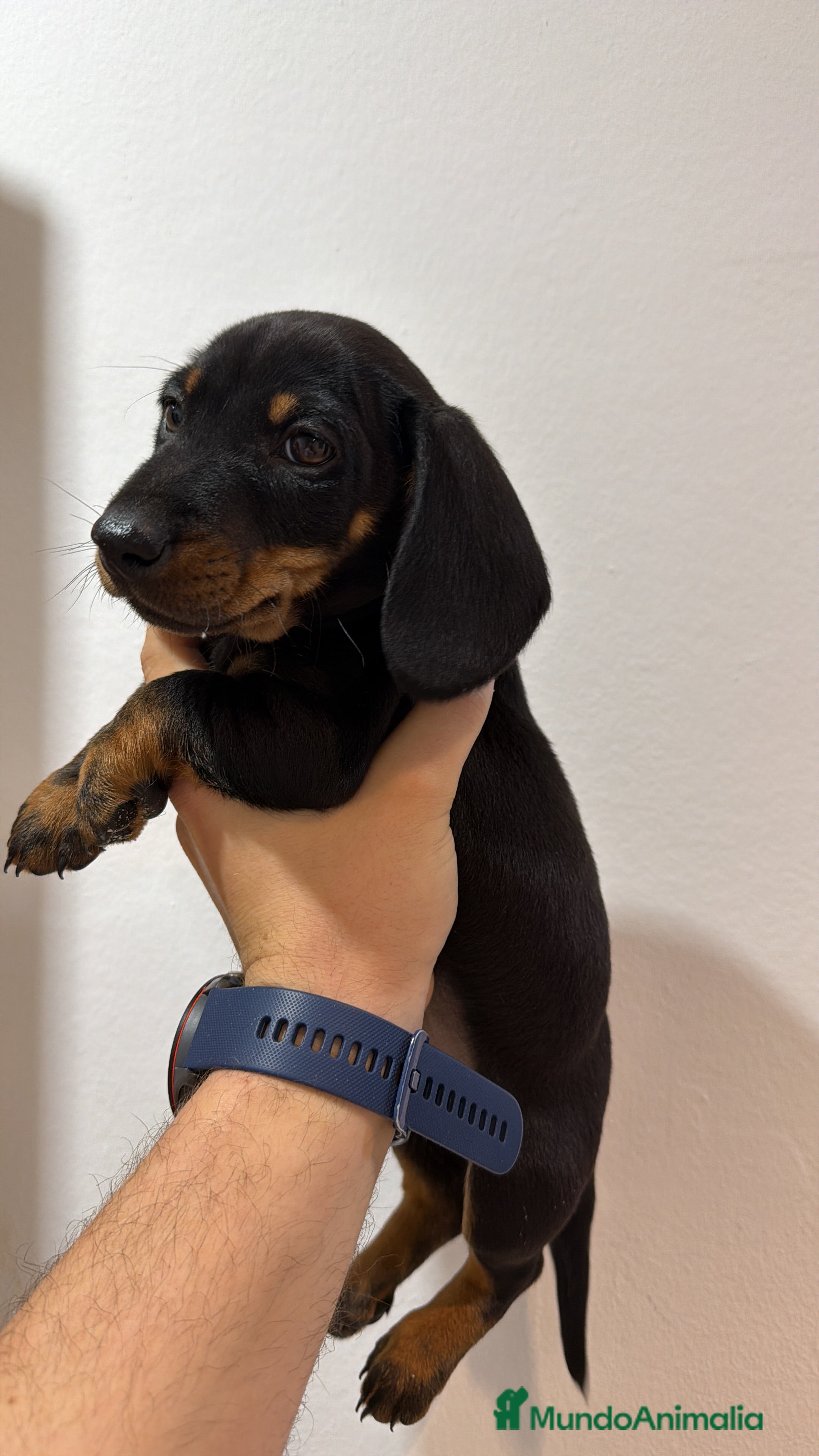 Teckel Miniatura perros Teckel negro fuego  - Anuncio 2