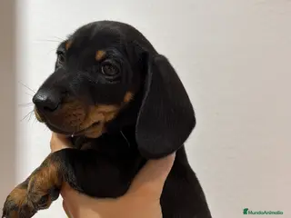 Teckel Miniatura perros Teckel negro fuego - Anuncio 2