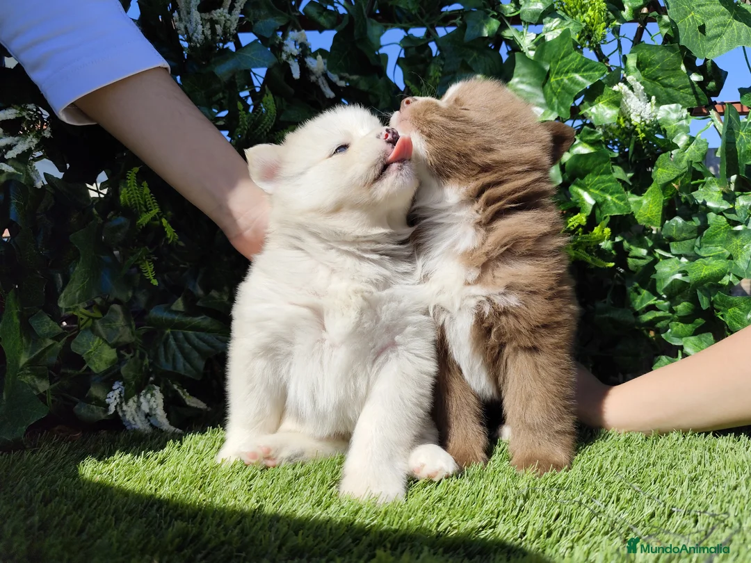 Pomsky perros en venta: Pomsky  - Anuncio 2