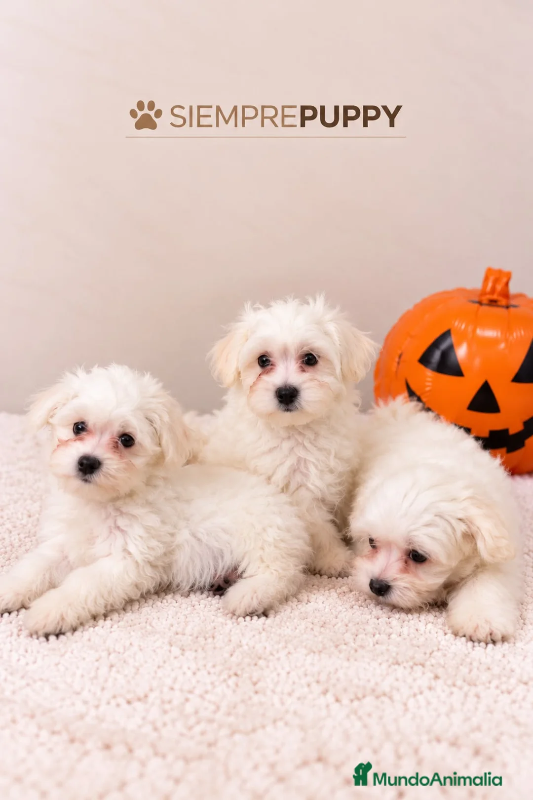 Bichón Maltés perros en venta: CACHORRITOS BICHÓN MALTÉS - Anuncio 2
