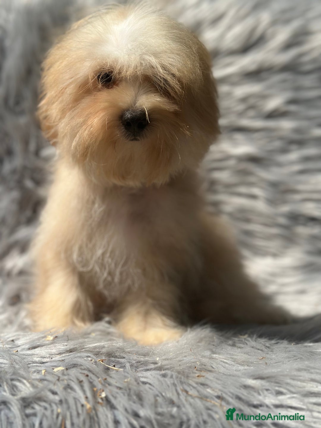 Maltipoo perros en venta: OPORTUNIDAD MALTIPOO TOY  - Imagen 4