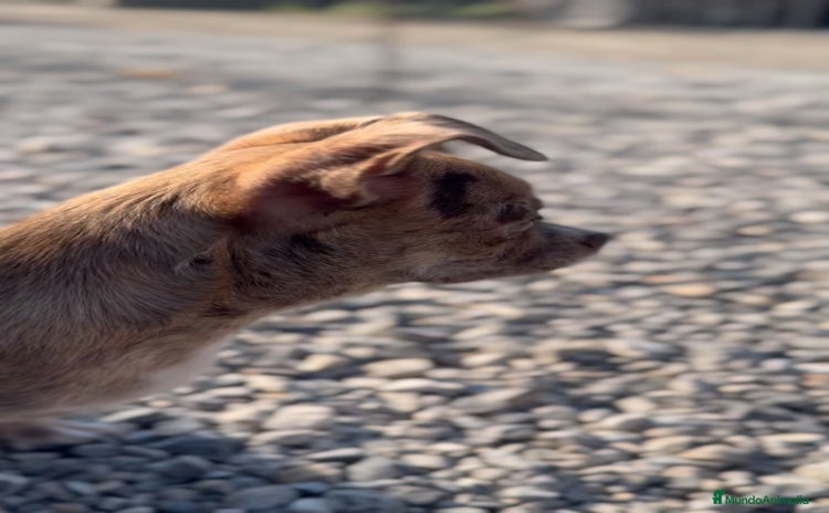 Chihuahua perros - Anuncio 2