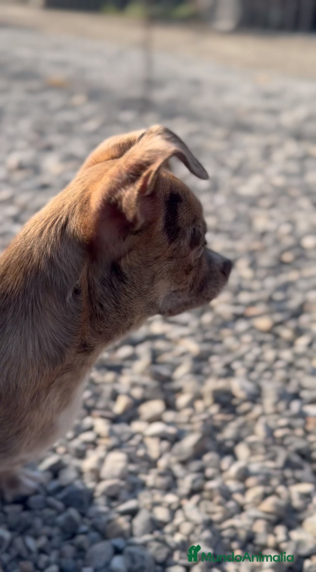 Chihuahua perros en venta: ✨🐶 Paddy · Chihuahua Merle chocolate 🐾💚 - Imagen 1