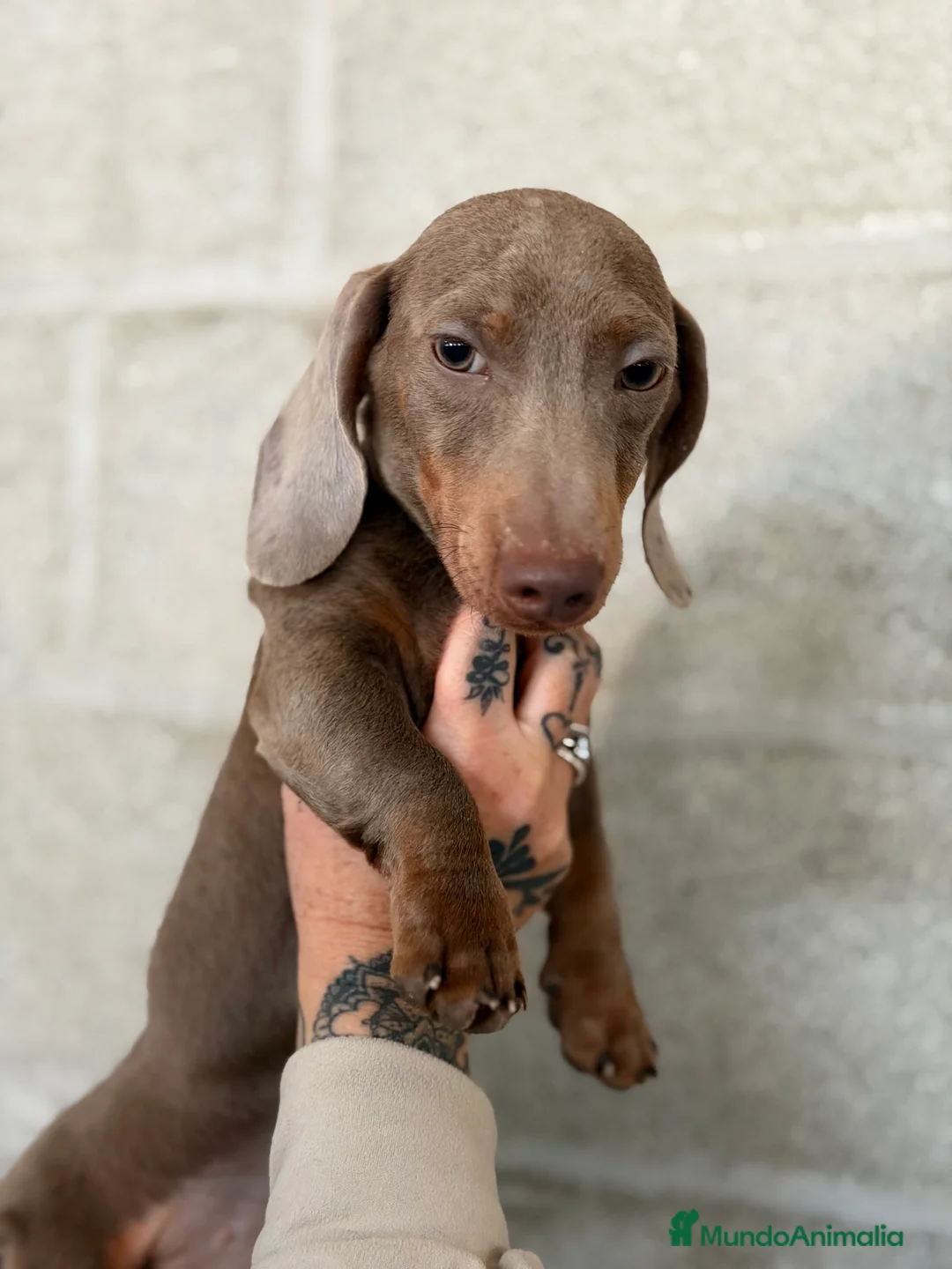 Teckel Miniatura perros en venta: Teckel  Isabella mini  - Anuncio 6