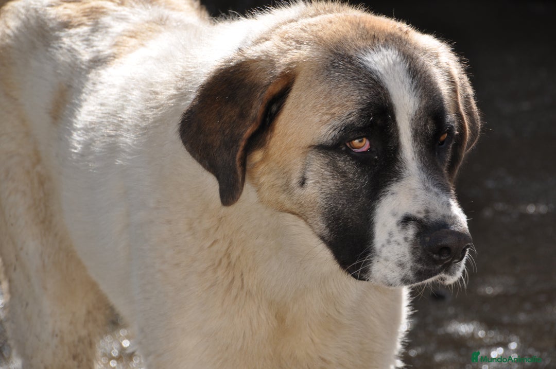 Mastín Español perros en venta: Mastín Español Autoctono Tradicional Ganadero - Imagen 7