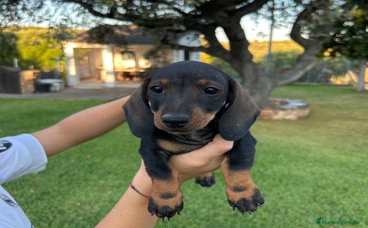 Teckel Miniatura perros - Anuncio 1
