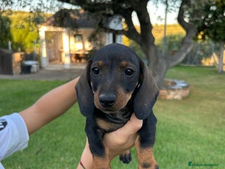 Teckel Miniatura perros - Anuncio 2