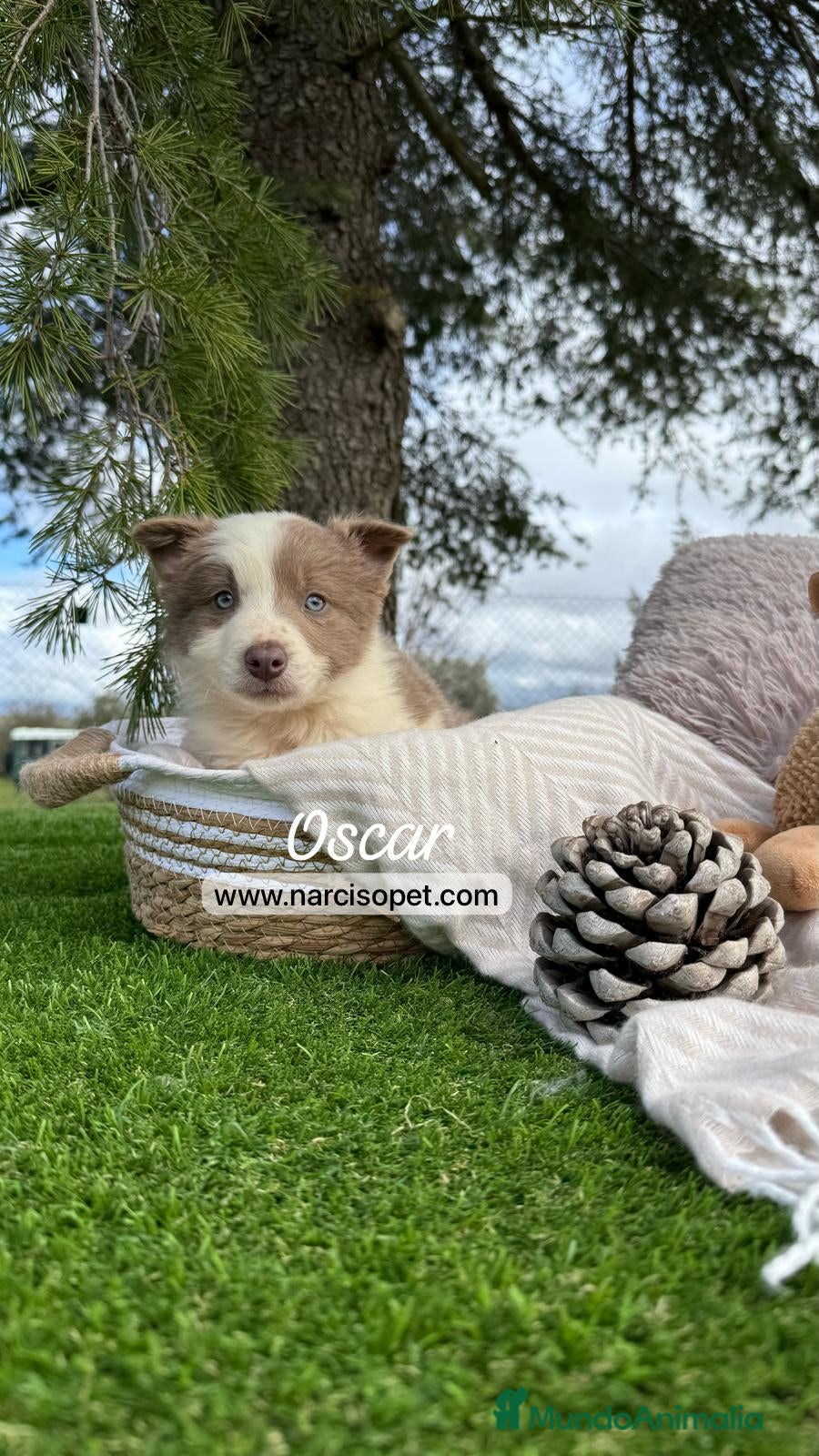 Border Collie perros BORDER COLLIE LILAC en Asturias - Anuncio 2