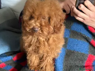 Caniche Mediano perros 🐾Precioso caniche rojo macho🐶 - Anuncio 2