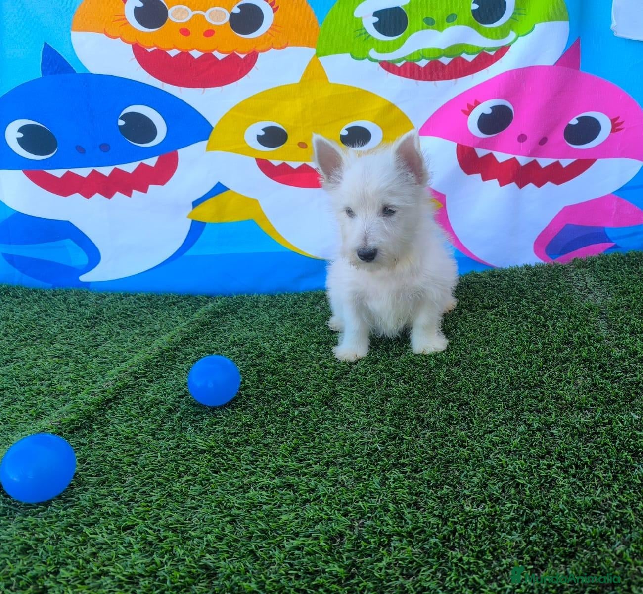 West Highland White Terrier perros en venta: Puppymas tu centro canino  - Anuncio 23
