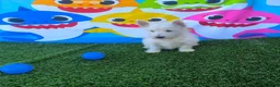 West Highland White Terrier perros en venta: Puppymas tu centro canino  - Anuncio 2