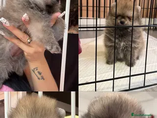 Pomerania perros ‼️‼️POMERANIAS AMERICANOS TAMAÑO TOY - Anuncio 3