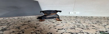 Pinscher Miniatura 1