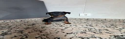 Pinscher Miniatura perros en venta: MINI PINSCHER - Anuncio 7