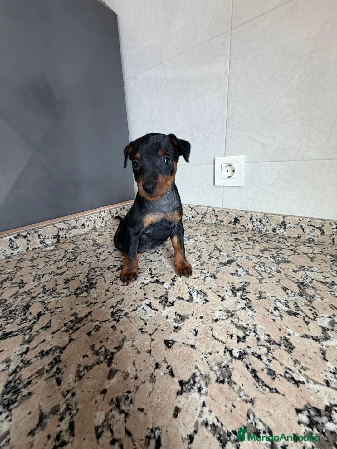 Pinscher Miniatura perros en venta: MINI PINSCHER - Anuncio 7