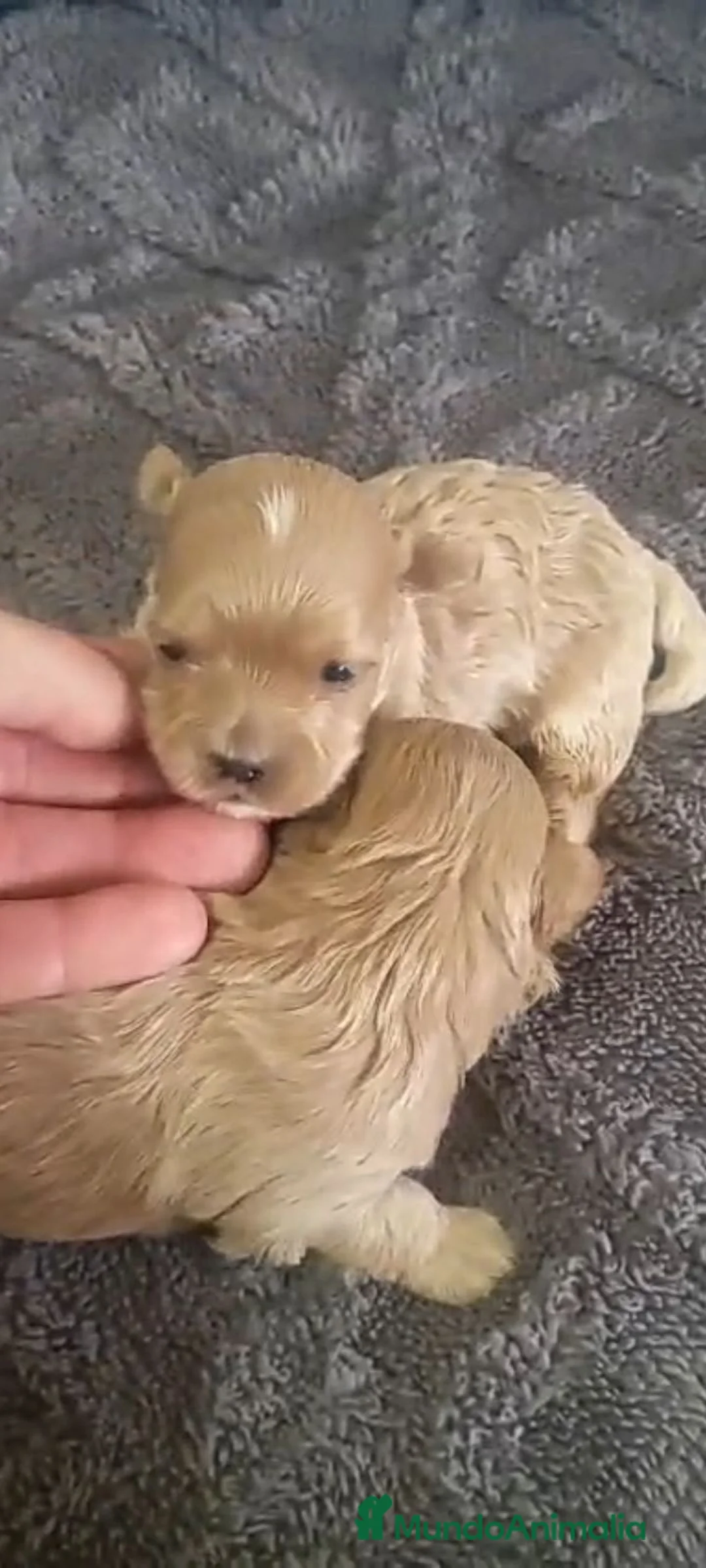 Maltipoo perros en venta: Maltipoo - Anuncio 6
