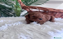 Caniche Toy perros en venta: CANICHE TOY ROJO MCHO, ENVIO A TODA ESPAÑA - Imagen 16