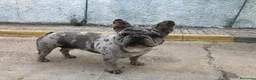 Bulldog Francés perros para monta: Macho merlé blue - Anuncio 4