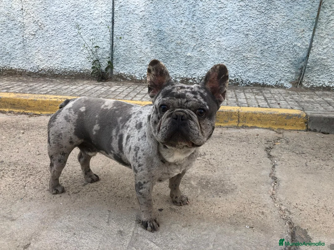 Bulldog Francés perros para monta: Macho merlé blue - Anuncio 4