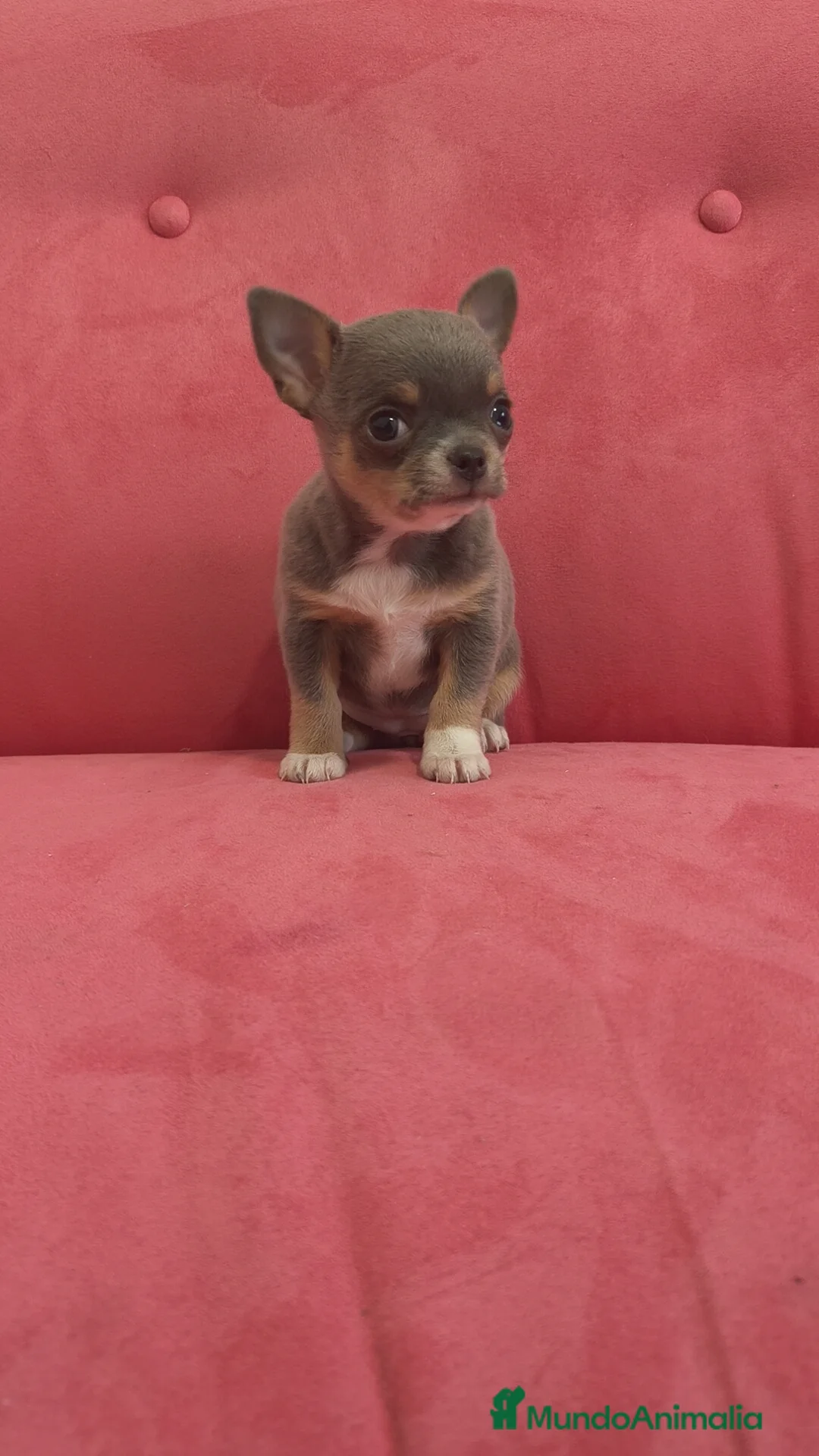 Chihuahua perros en venta: Chihuahua Toy Blue tricolor hembra especial  - Anuncio 8