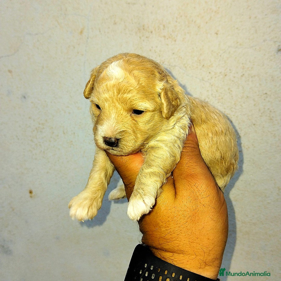 Caniche Toy perros en venta: Caniches toy macho y hembras  - Imagen 3