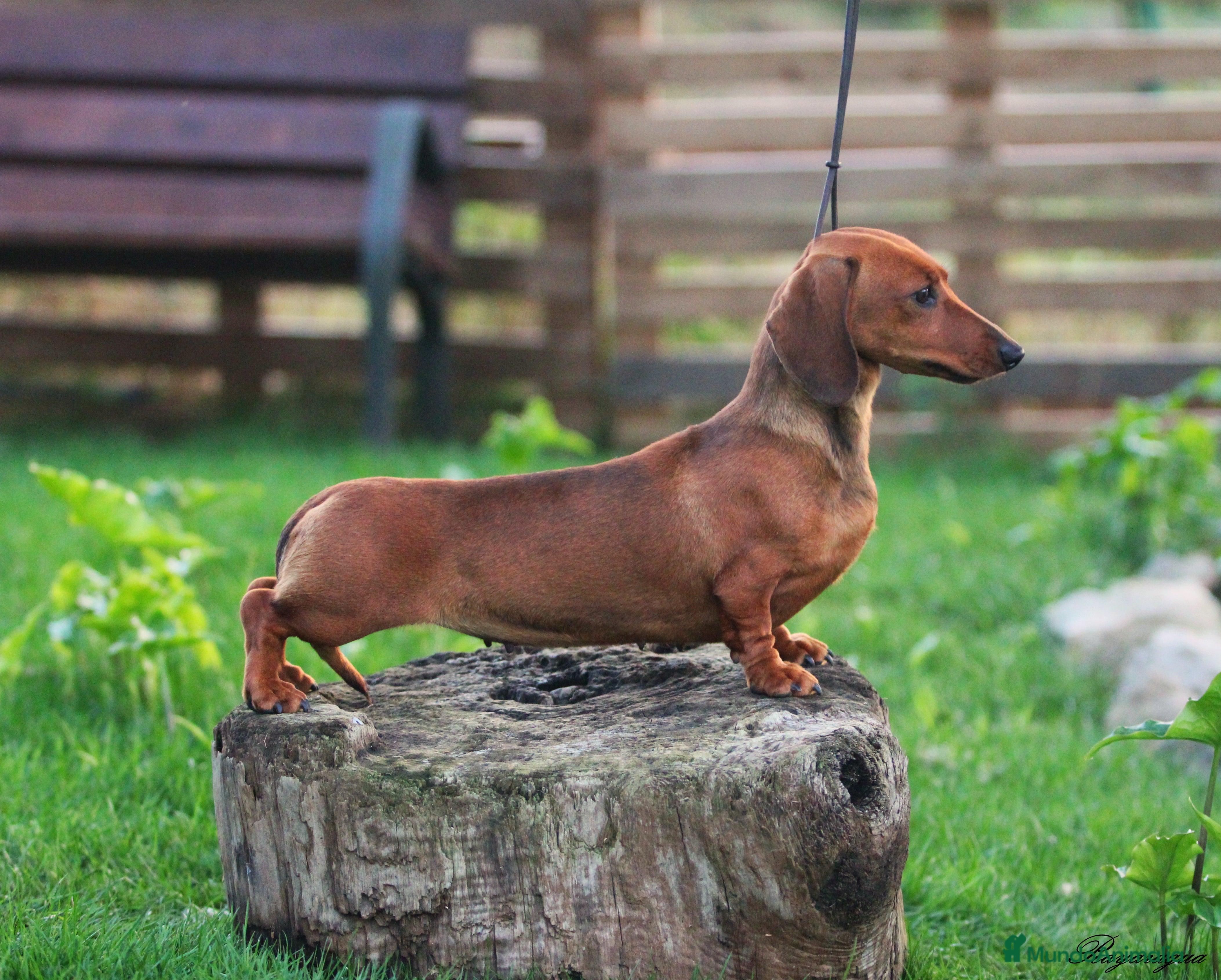 Teckel Miniatura perros Exclusiva hembra Kaninchen pelo corto - Anuncio 2