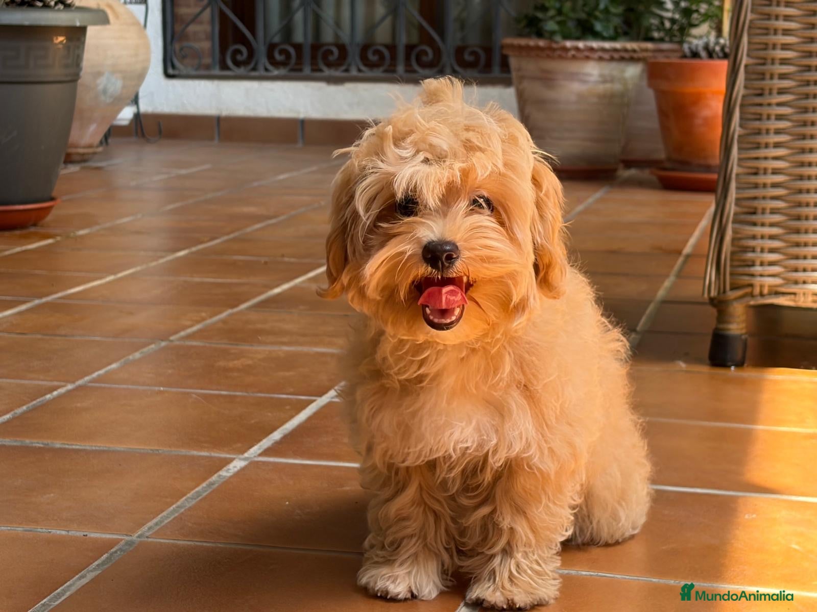 Maltipoo perros Maltipoo toy totalmente vacunada !!! - Anuncio 1