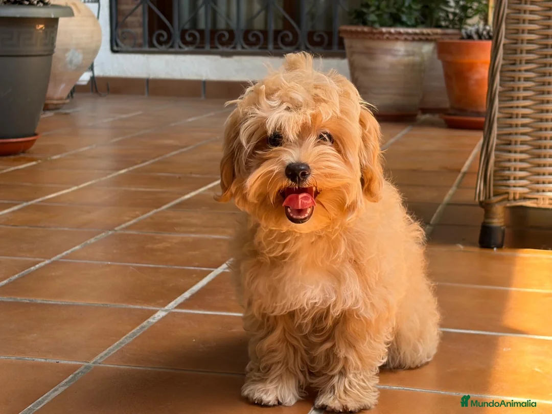 Maltipoo perros en venta: Maltipoo toy totalmente vacunada !!! - Anuncio 1