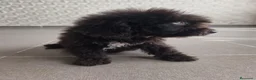 Perro de Agua Español perros en venta: Ccahorro chocolate 🤎 en Cantabria - Anuncio 5