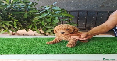 Caniche Toy perros - Propaganda 9