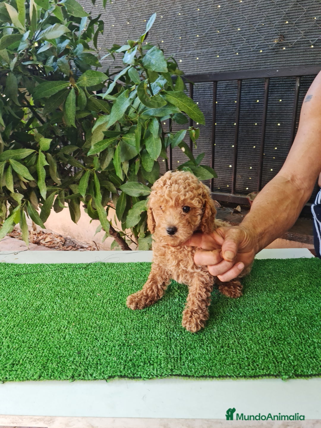 Caniche Toy perros en venta: Caniches toy - Imagen 3