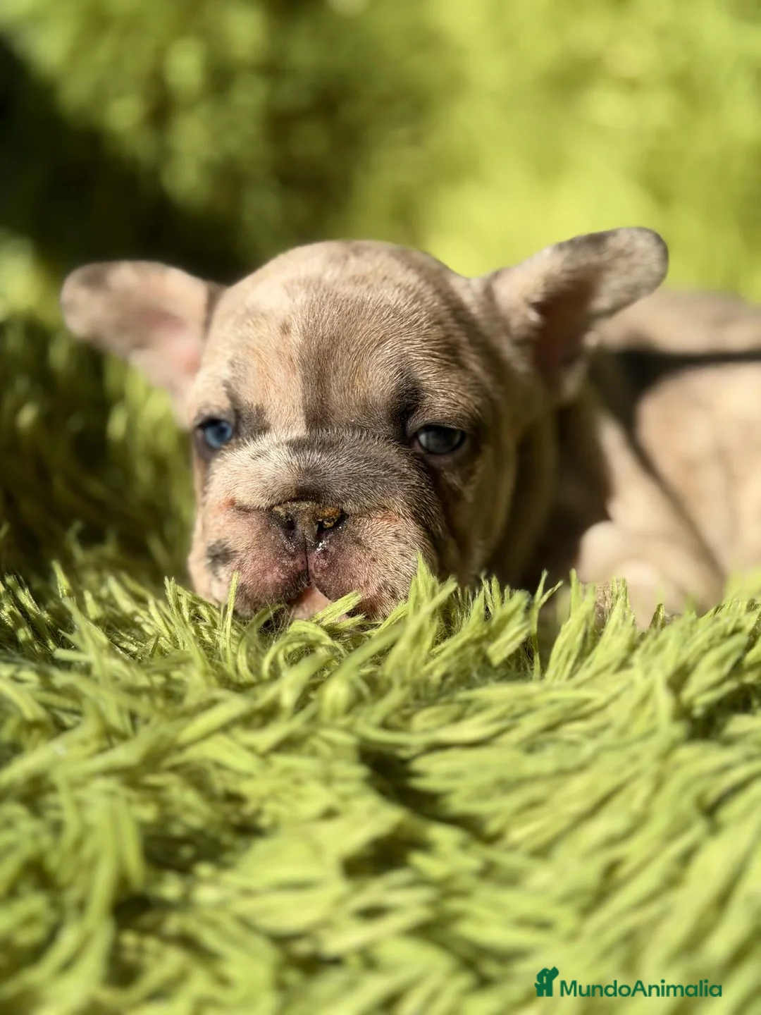 Bulldog Francés perros en venta: BULLDOG FRANCÉS BIG ROPE - Anuncio 5