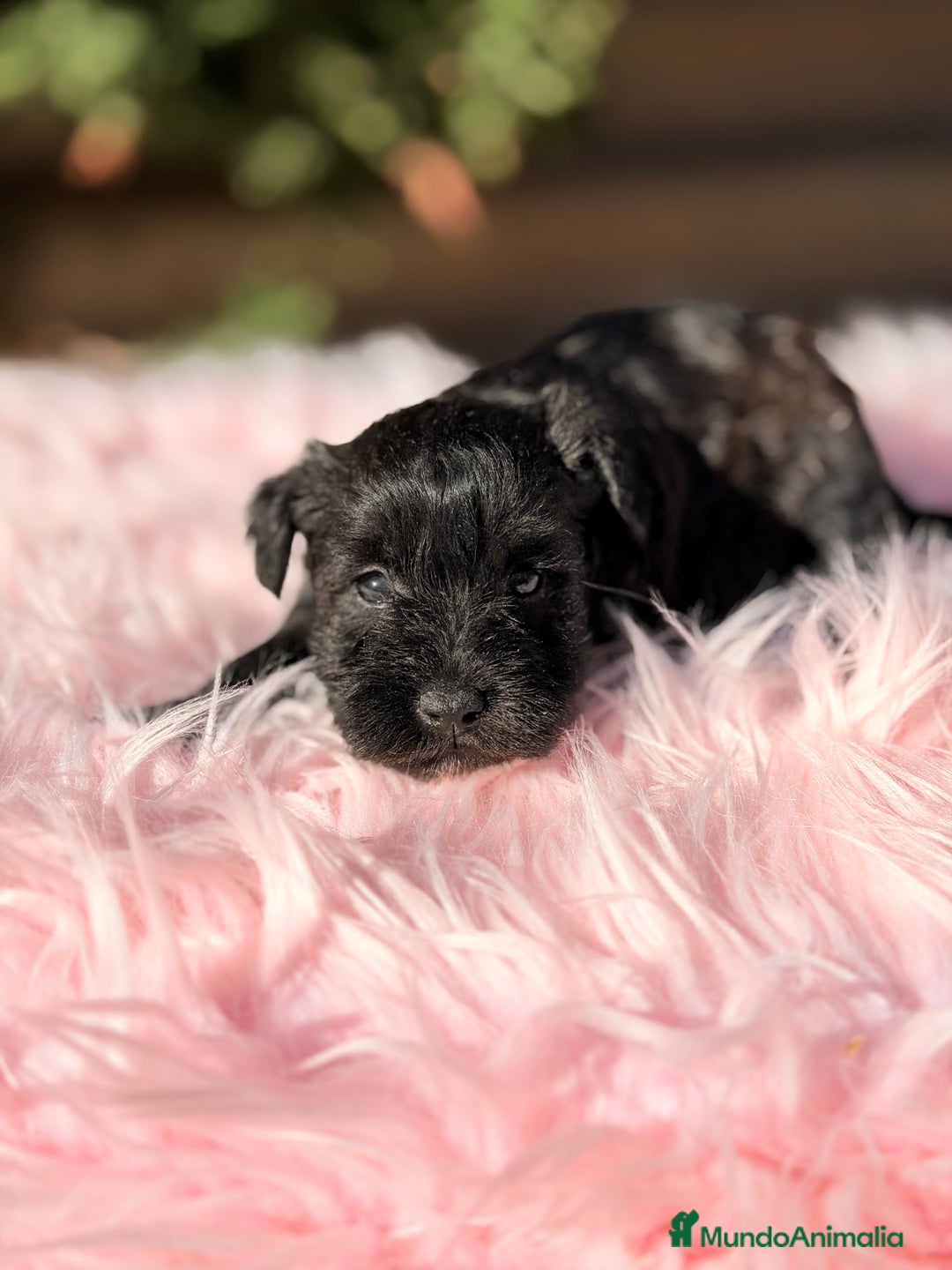 Schnauzer Miniatura perros en venta: Schnauzer mini azabache   - Anuncio 8