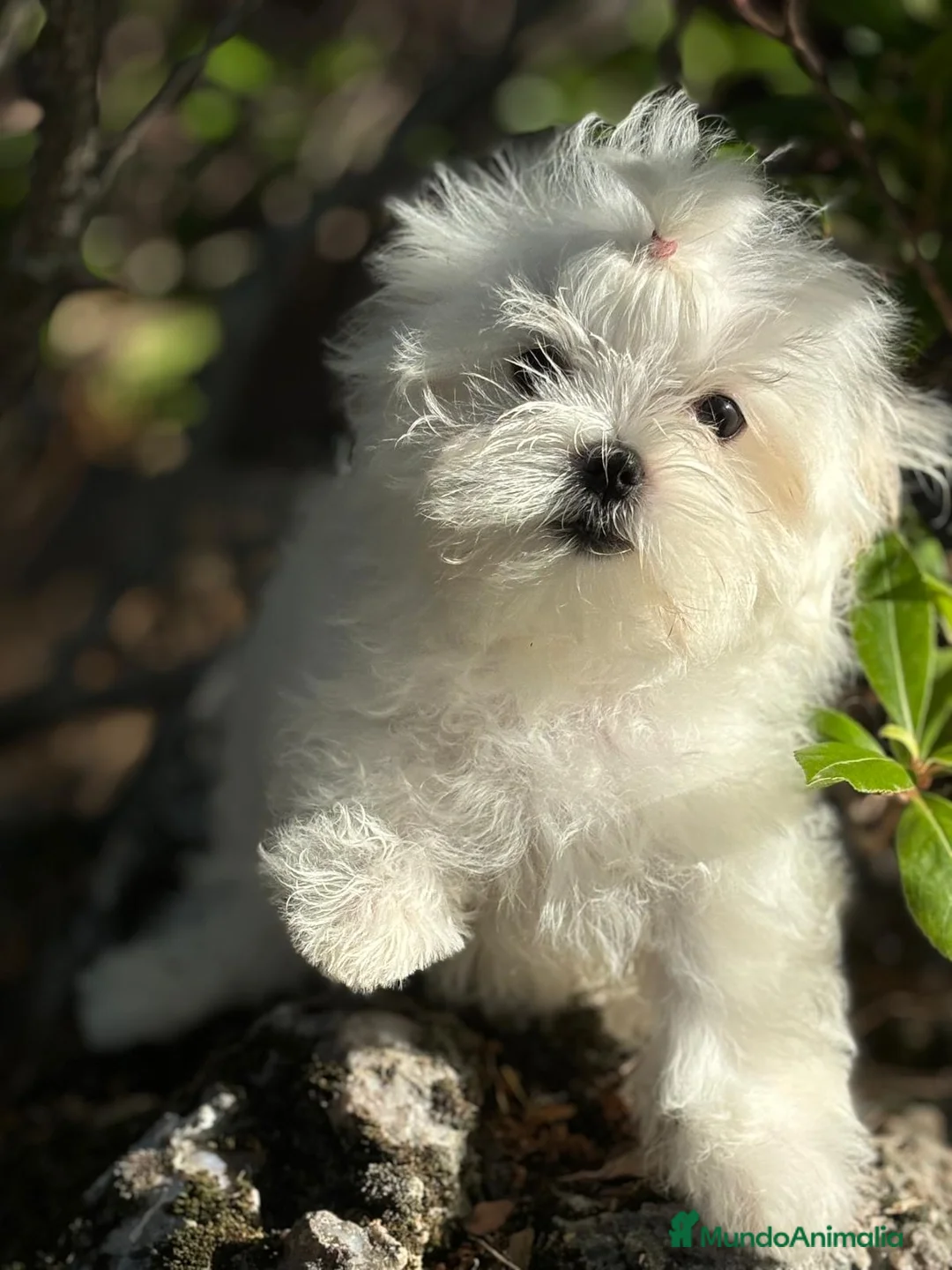 Bichón Maltés perros en venta: Bichon Maltés !!! - Anuncio 8