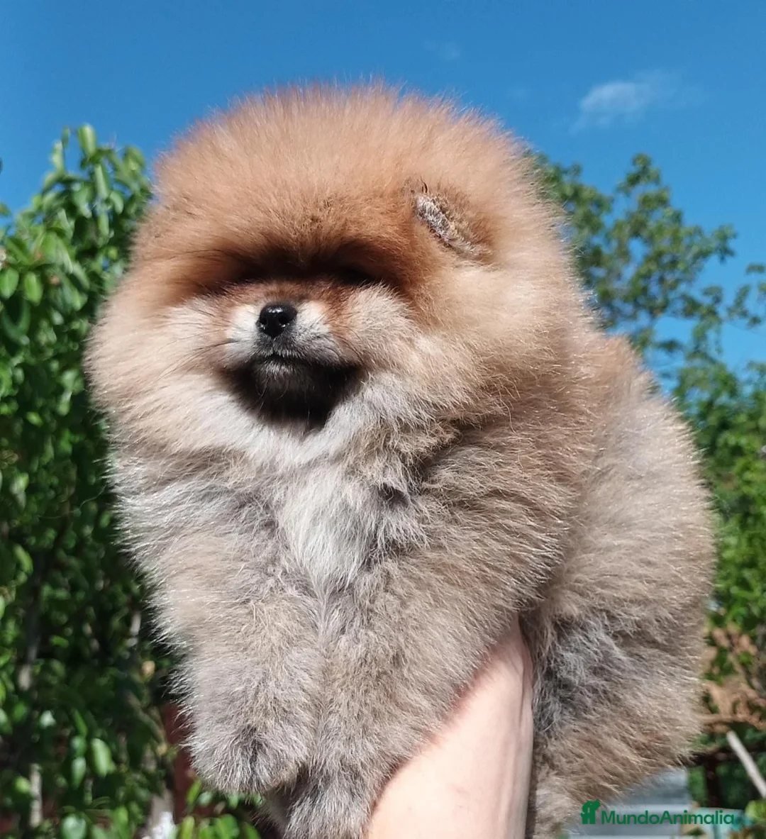 Pomerania perros en venta: POMERANIA TOY  - Anuncio 4