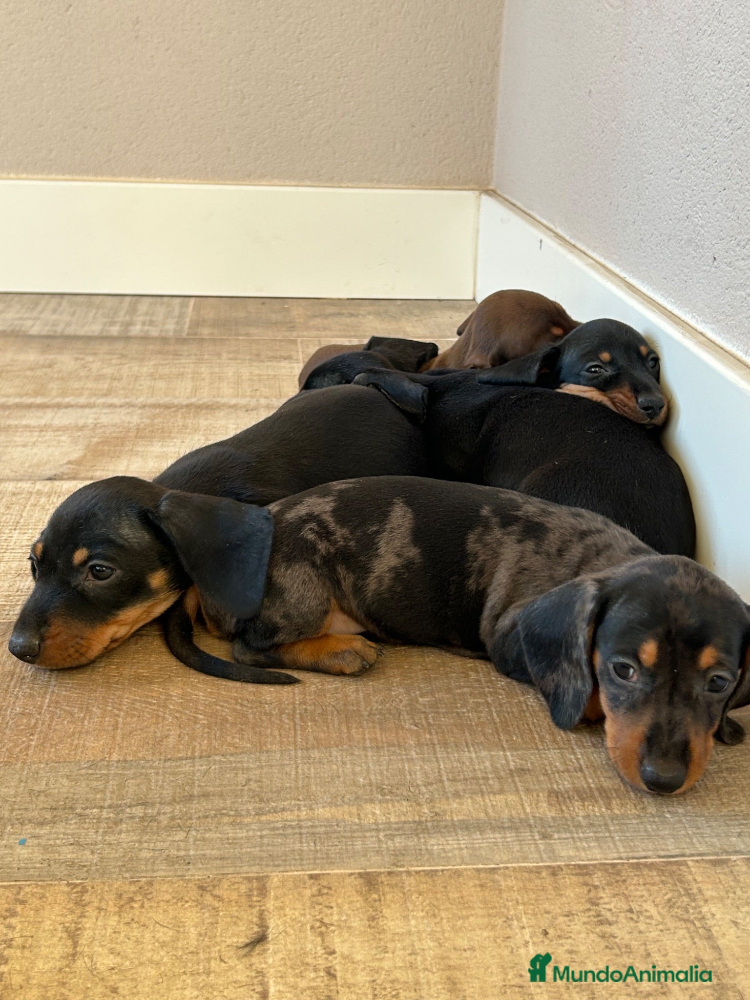 Teckel perros Cachorras de teckel Kaninchen  - Anuncio 1