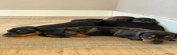Teckel perros en venta: Cachorras de teckel Kaninchen  - Anuncio 1