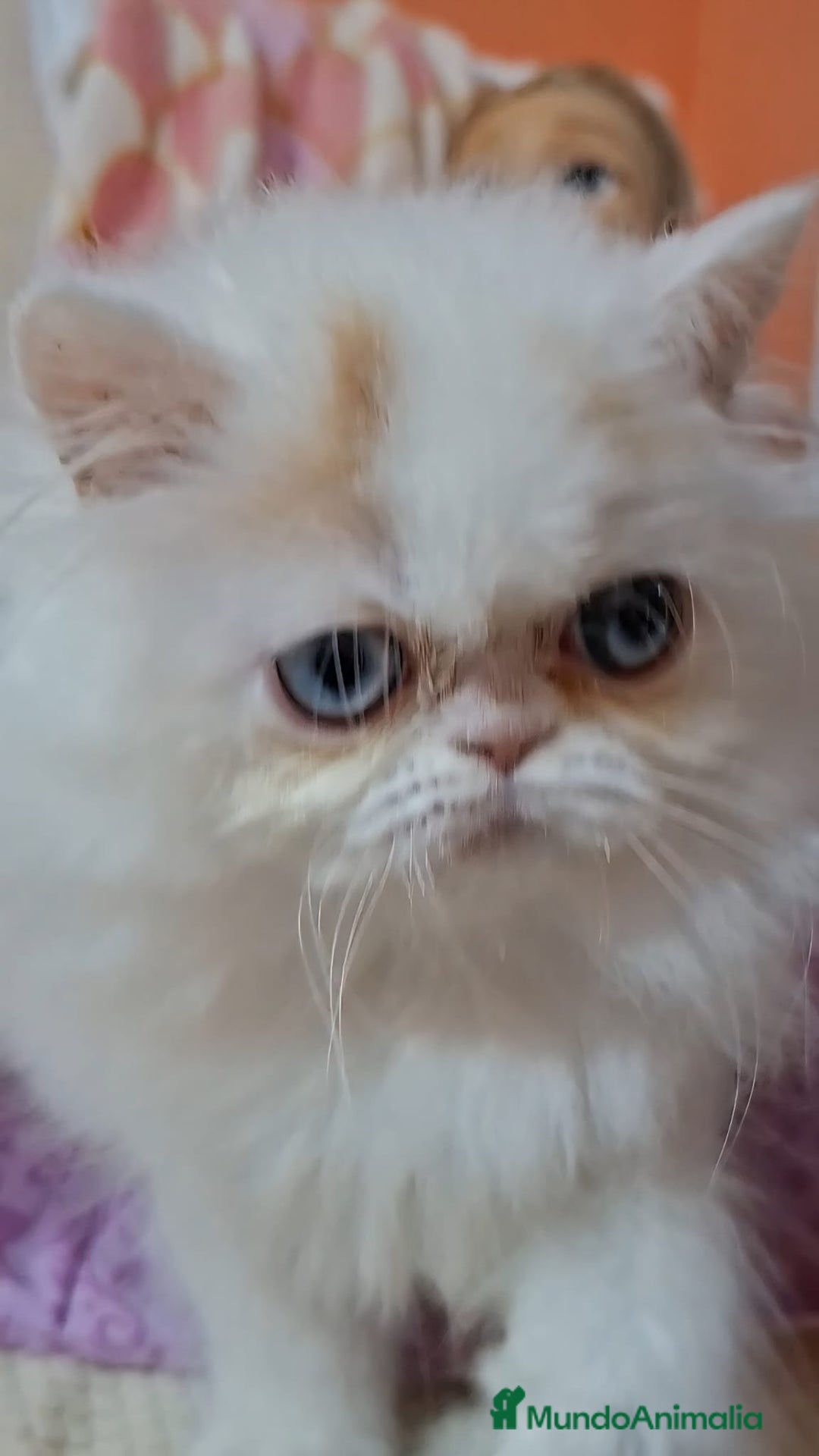 Persa gatos en venta: Precioso Gato Persa  - Anuncio 2