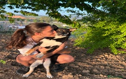 Shiba Inu perros en venta: Camada de Shiba-Inu  - Anuncio 1