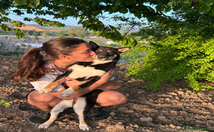 Shiba Inu perros Camada de Shiba-Inu  - Anuncio 1