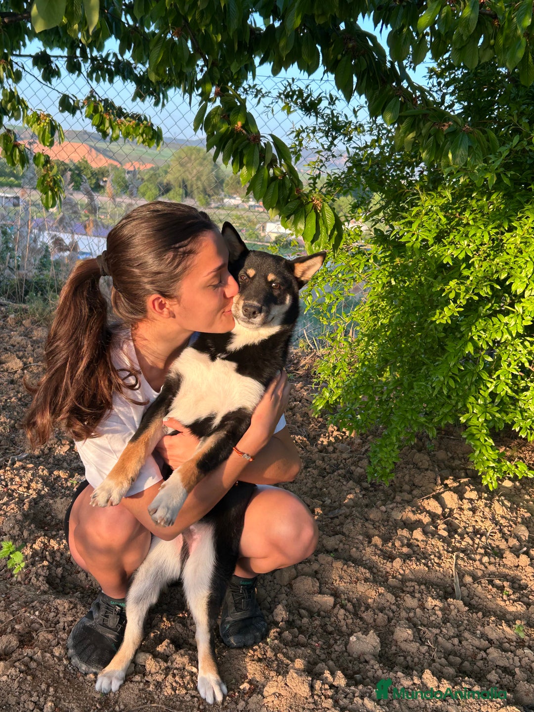 Shiba Inu perros en venta: Camada de Shiba-Inu  - Anuncio 1