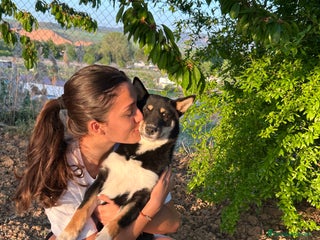 Shiba Inu perros Camada de Shiba-Inu - Anuncio 1