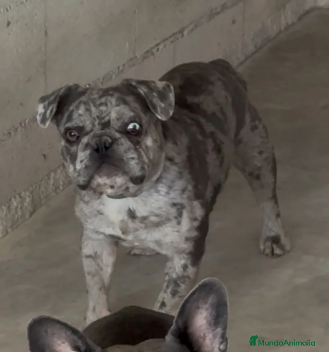 Bulldog Francés perros en venta: Bulldog francés merle  - Anuncio 2
