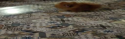 Pomerania perros en venta: Macho 9 meses pomerania  - Anuncio 4