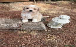 Maltipoo perros en venta: Maltipoo de caramelo  - Imagen 2