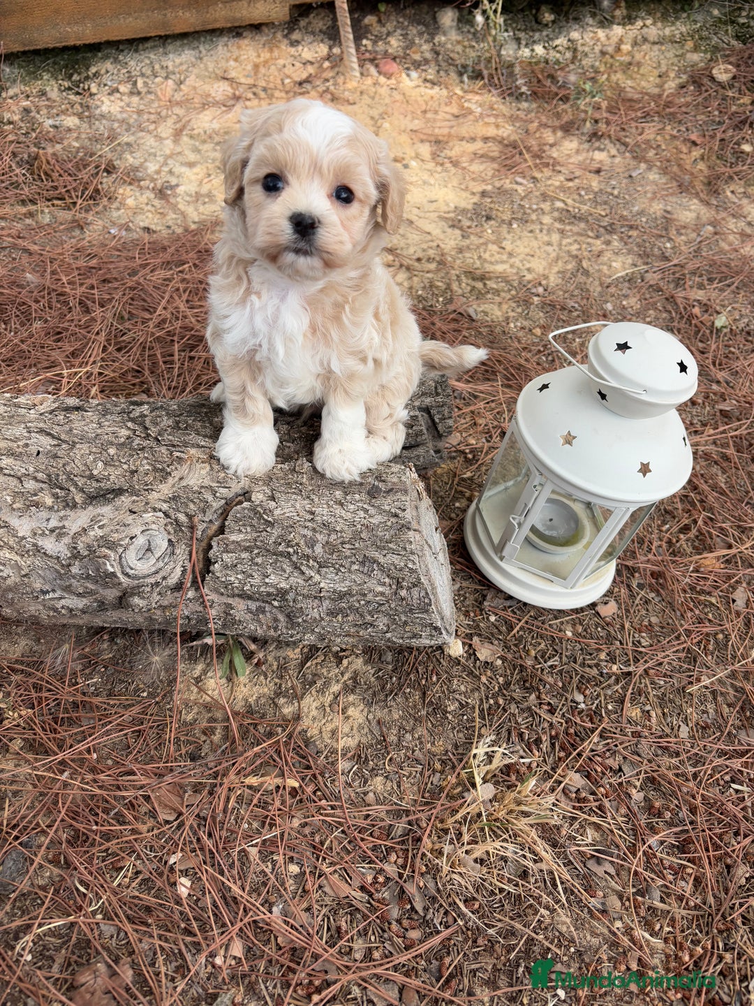 Maltipoo perros en venta: Maltipoo de caramelo  - Imagen 2