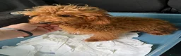 Caniche Toy perros en venta: CANICHE TOYS ROJO 10 MESES - Anuncio 2