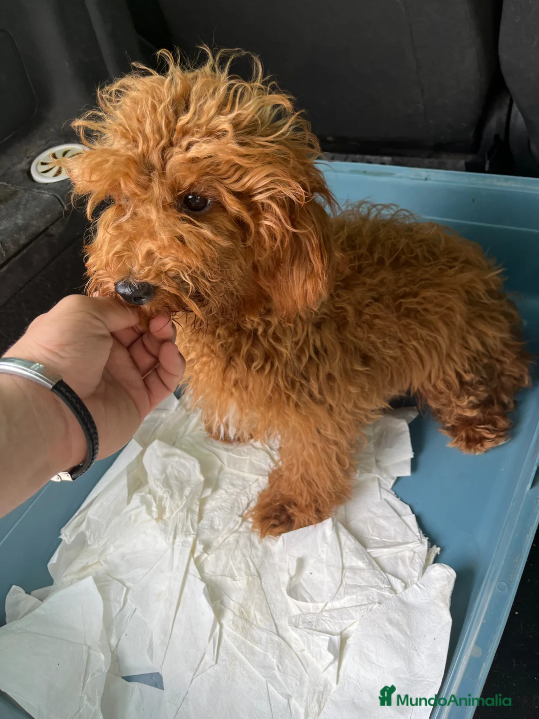 Caniche Toy perros en venta: CANICHE TOYS ROJO 10 MESES - Anuncio 2