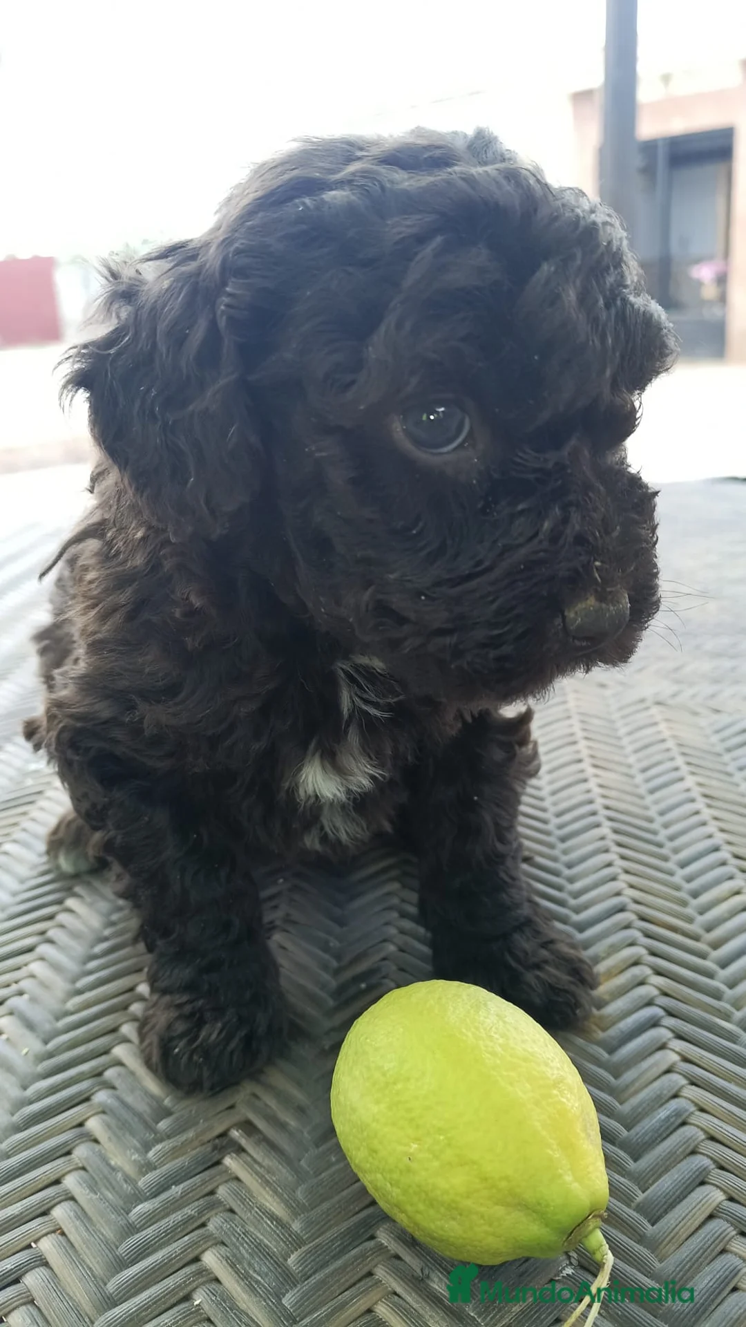 Perro de Agua Español perros en venta: Preciosa perra de agua chocolate 🩷🐾🐶 - Anuncio 3