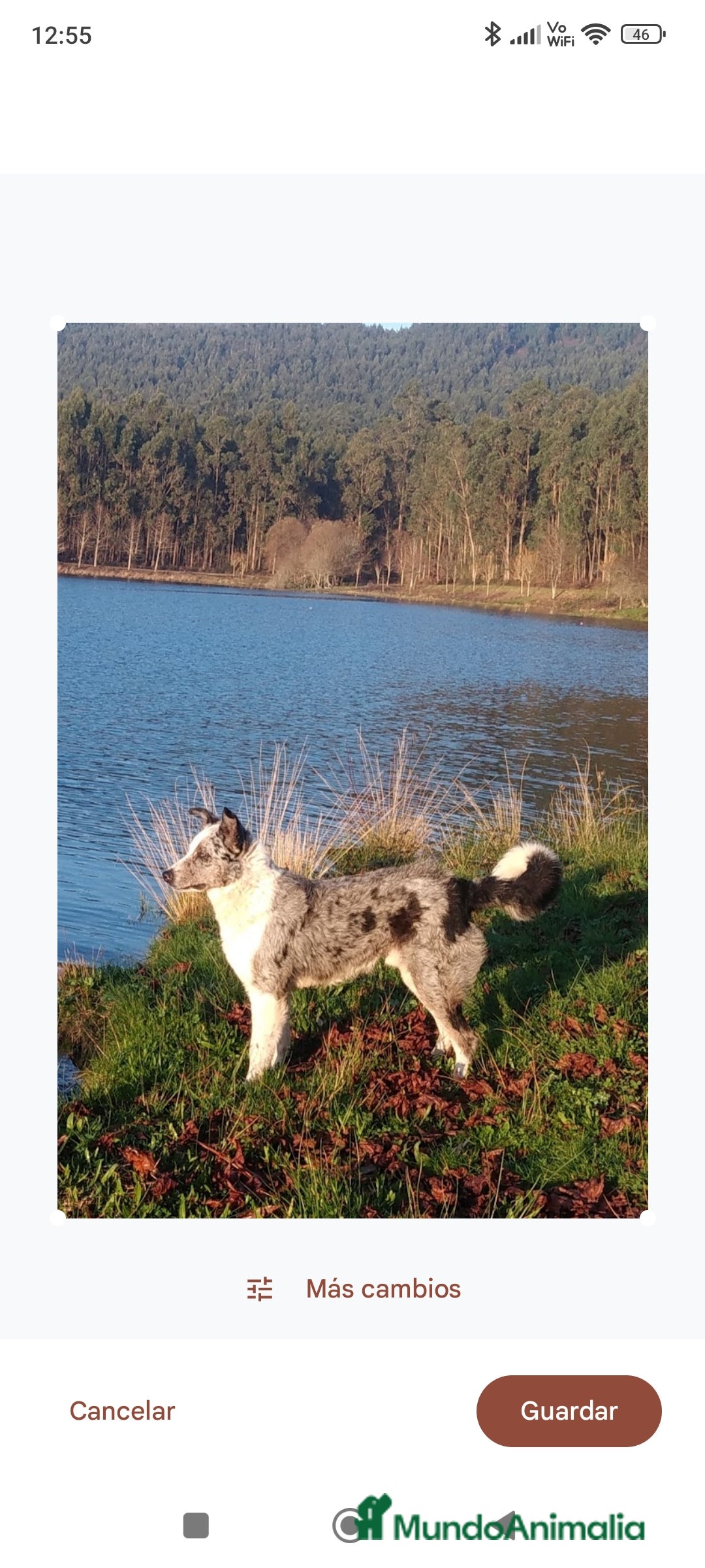 Border Collie perros en venta: Se venden cachorros border collie - Anuncio 4